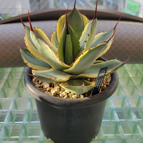 AGAVE PARRYI TRUNCATA ORIZABA