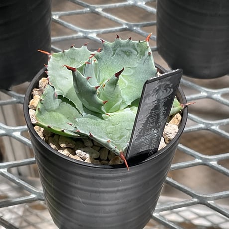 太*ん様 アガベ マルガリータ グラデーションの棘がイイ