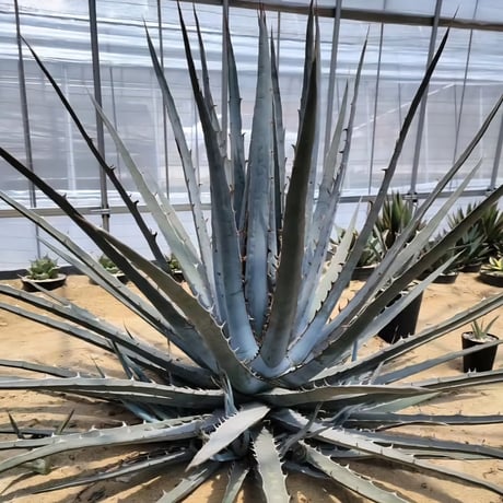 AGAVE KERCHOVEI (SP.)