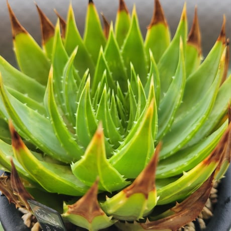 ALOE POLYPHYLLA