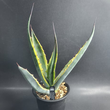 AGAVE SALMIANA CRASSISPINA VARIEGATA