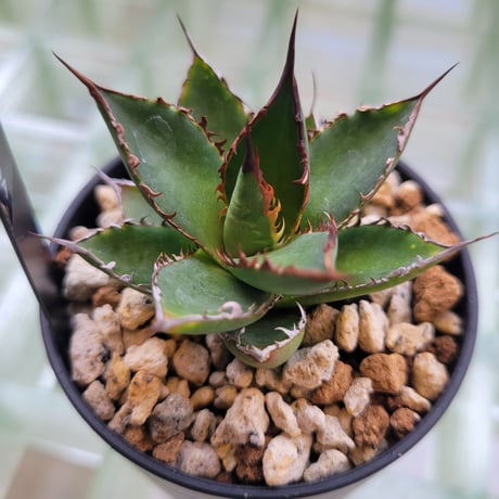 AGAVE HORRIDA