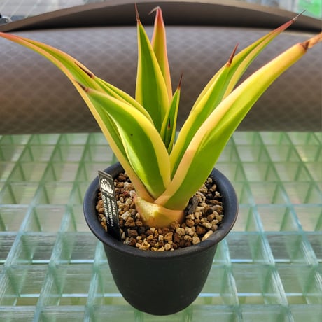 AGAVE DESMETTIANA GOLD MARGIN