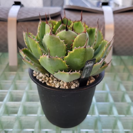 AGAVE 吉祥冠錦
