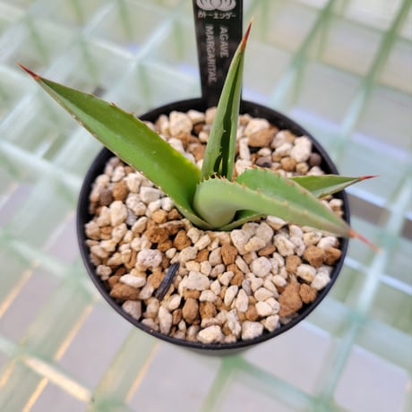 AGAVE MARGARITAE