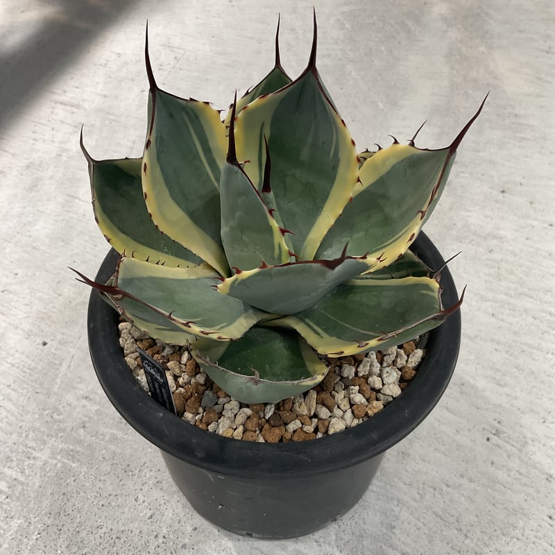 AGAVE PARRYI TRUNCATA ORIZABA | カトーエンゲー東京