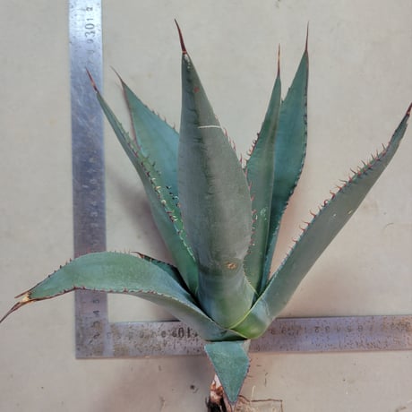 AGAVE SHAWII L