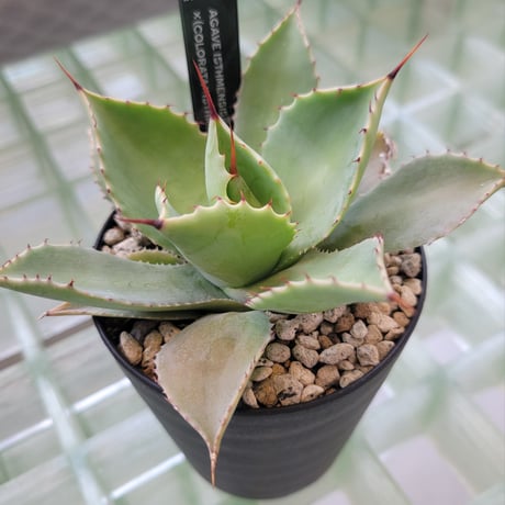 AGAVE ISTHMENSIS ×(COLORATA×ISTHMENSIS) N PLANTS