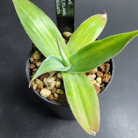 AGAVE BLUE FLAME VARIEGATA