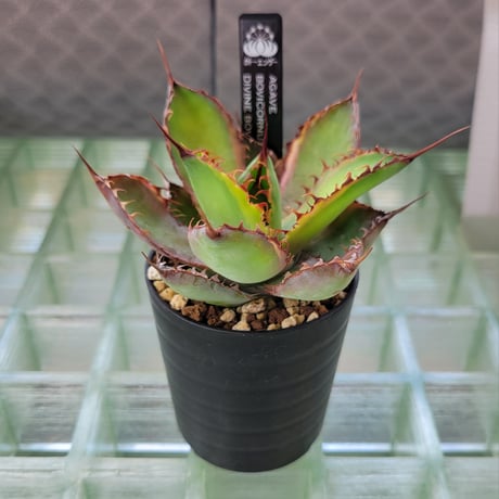 AGAVE BOVICORNUTA DIVINE BOVINE