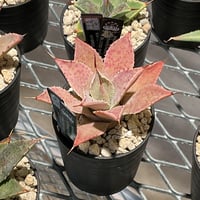 AGAVE PARRYI LUCKY STRIPE | カトーエンゲー東京
