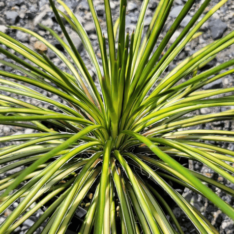 AGAVE GEMINIFLORA MEDIOPICTA