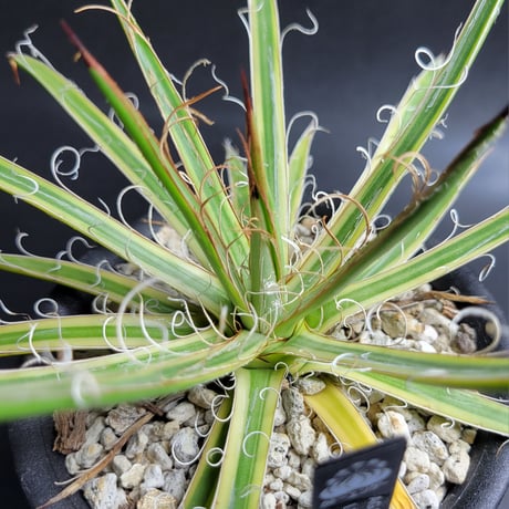 AGAVE LEOPOLDII 滝の白糸錦