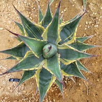 AGAVE MONTANA TIFFANY