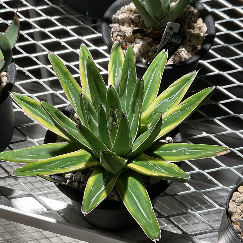 ACAVE 笹の雪 フランスアイボリー | カトーエンゲー東京