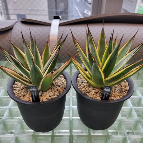AGAVE SNOW+SUN GLOW 2鉢セット