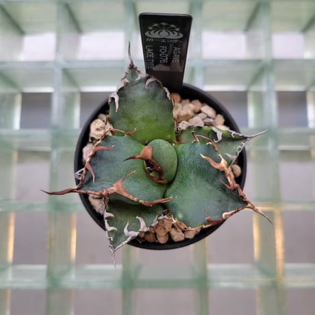 AGAVE FO-076 LACE TYPE