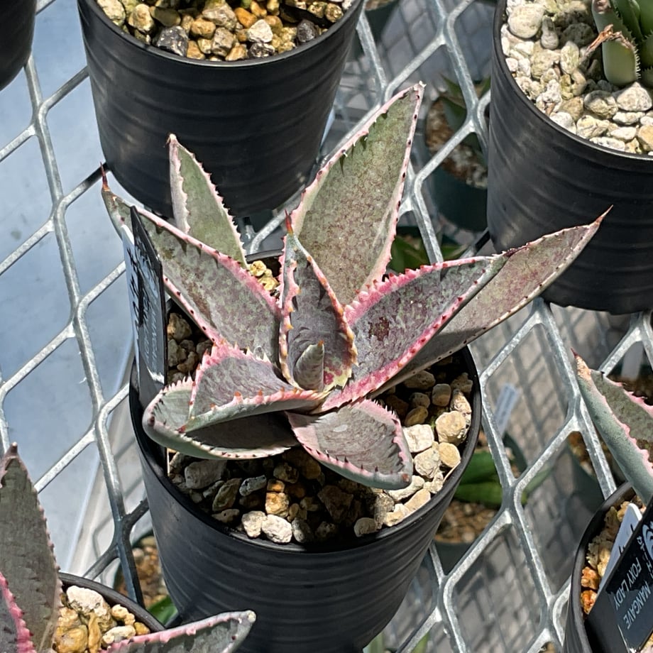 68db716a6d819c360e712c3b