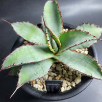 AGAVE OVATIFOLIA AWAKENING ANGEL | カトーエンゲー東京