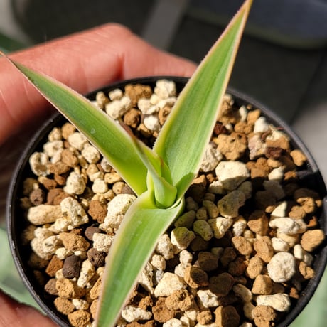 AGAVE BLUE FLAME VARIEGATA