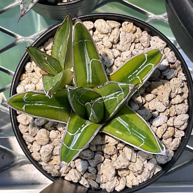 AGAVE VICTORIAE-REGINAE 笹の雪黄覆輪 | カトーエンゲー東京