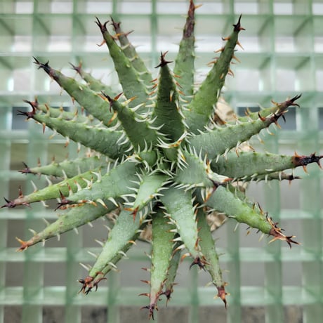 ALOE ERINACEA×KONECT FANG KTE MODEL