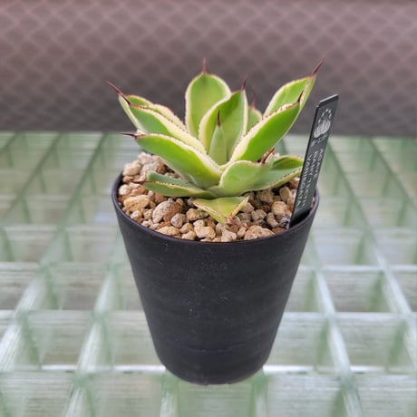 AGAVE BABY TEETH VARIEGATA