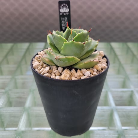 AGAVE 王妃雷神(アオ)