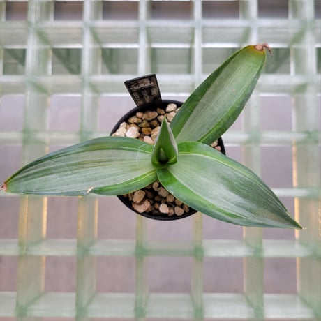 AGAVE DESMETTIANA QUICK SILVER