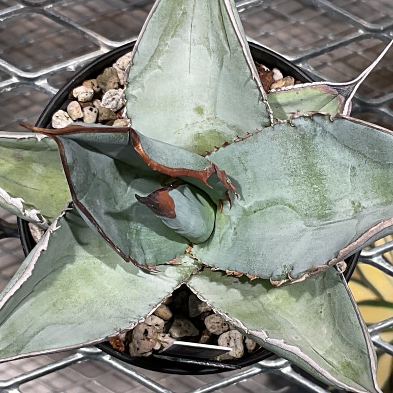 AGAVE TITANOTA WHITE ICE SMOOTH EDGE | カトーエンゲー東京