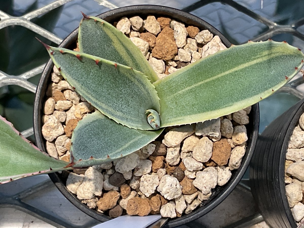 AGAVE PARRYI LUCKY STRIPE | カトーエンゲー東京