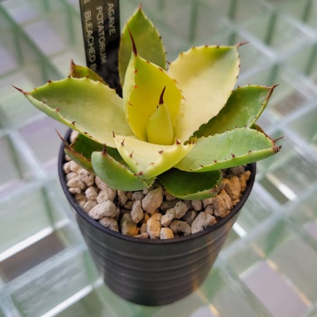 AGAVE BLEACHED BLONDE