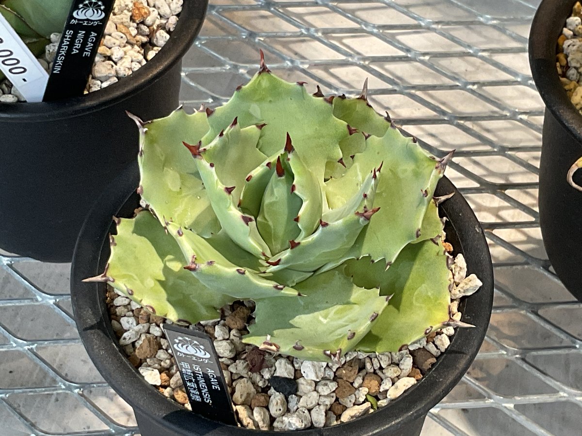 その他観葉植物 acetedyamada AGAVE ISTHMENSIS 甲蟹広葉達磨 | カトーエンゲー東京