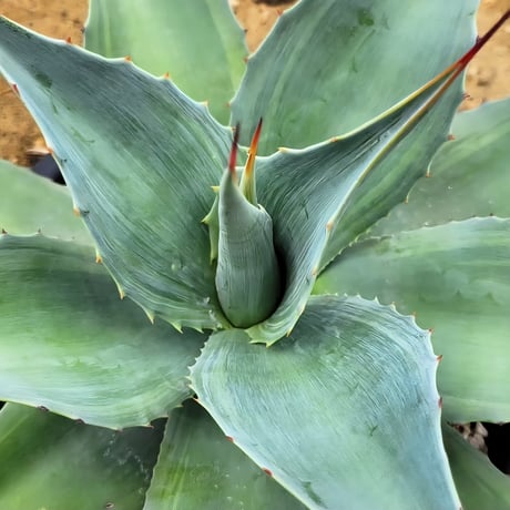AGAVE OVATIFOLIA CAMEO