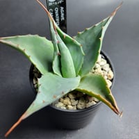 AGAVE OVATIFOLIA CAMEO