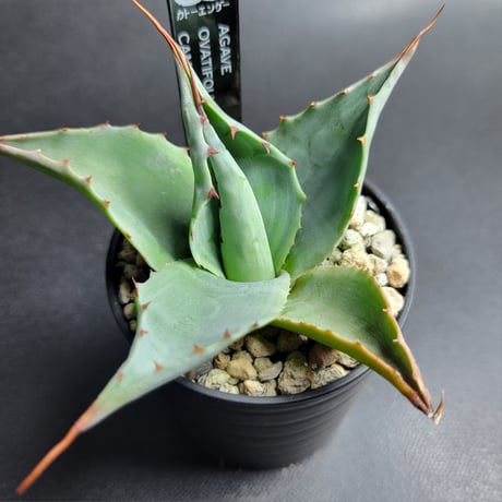 AGAVE OVATIFOLIA CAMEO