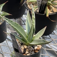 AGAVE OVATIFOLIA KRAKEN