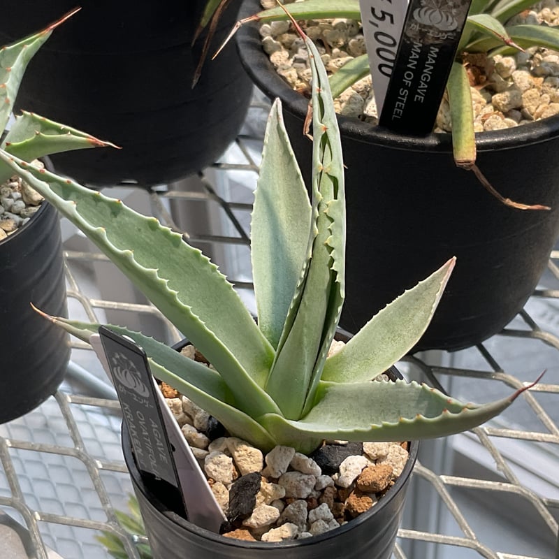 AGAVE OVATIFOLIA KRAKEN | カトーエンゲー東京
