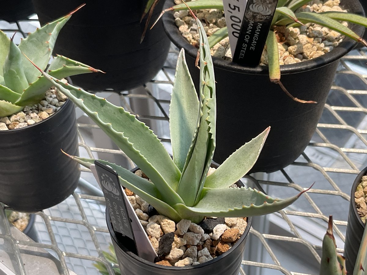 AGAVE OVATIFOLIA KRAKEN | カトーエンゲー東京