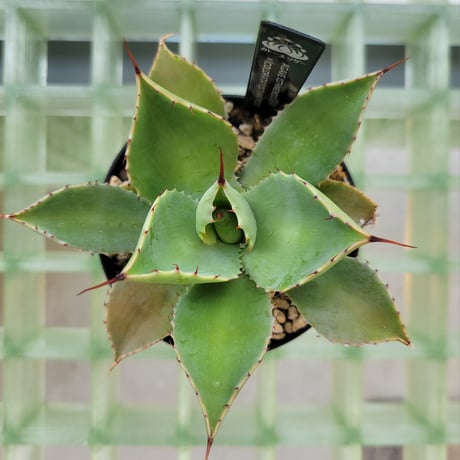 AGAVE ISTHMENSIS ×(COLORATA×ISTHMENSIS) N PLANTS