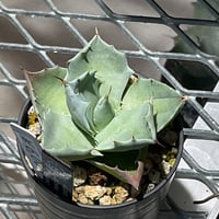 AGAVE ISTHMENSIS INLAND FORM