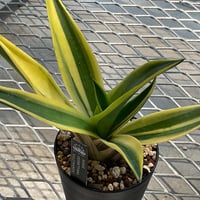 AGAVE 笹の雪 金色堂 | カトーエンゲー東京