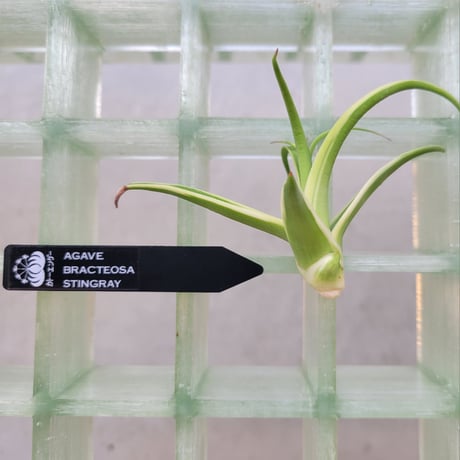 AGAVE BRACTEOSA STINGRAY