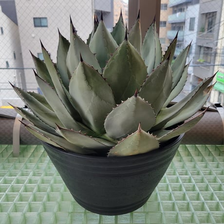 AGAVE PARRYI HUACHUCENSIS