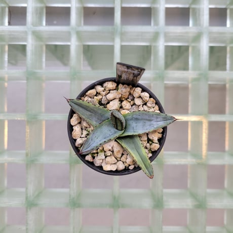 AGAVE SHARK BITE