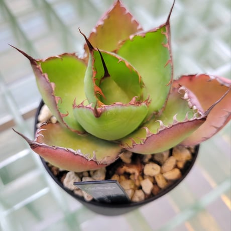AGAVE BOVICORNUTA