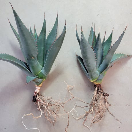 AGAVE SHAWII L
