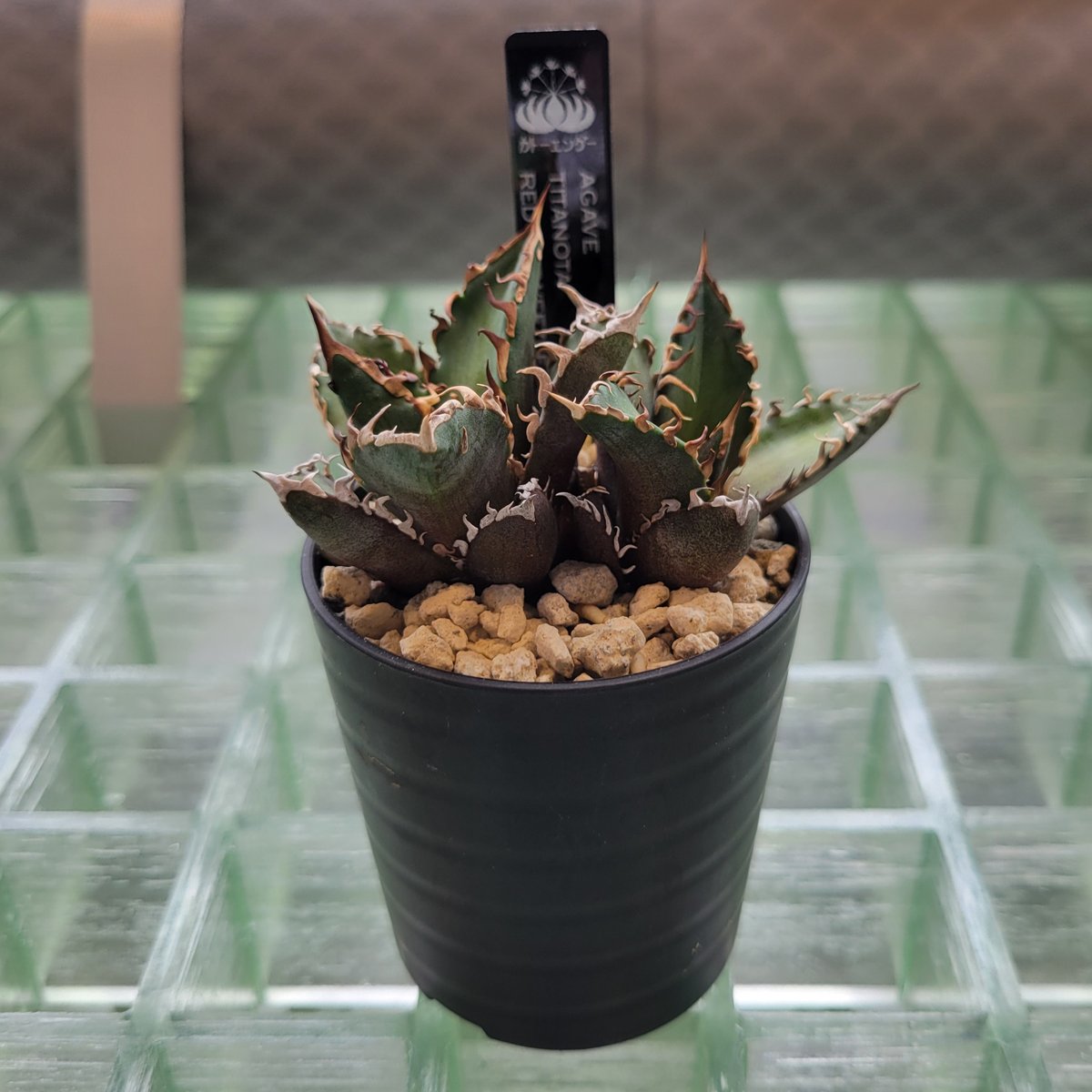 AGAVE TITANOTA RED CATWEEZLE 2頭 | カトーエンゲー東京