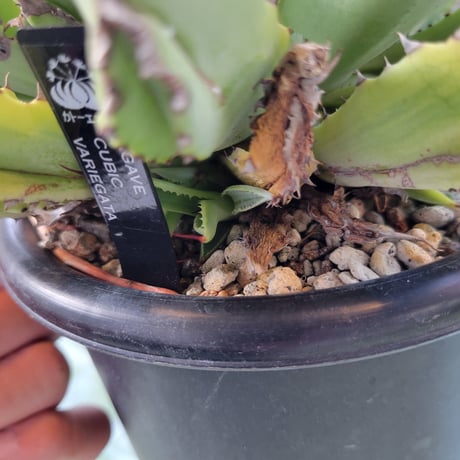 AGAVE CUBIC MARGINATA