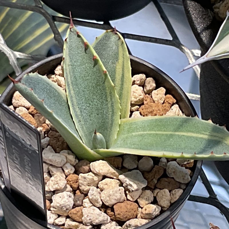 AGAVE PARRYI LUCKY STRIPE | カトーエンゲー東京